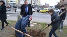 Засадени дрвца од децата на ревизорите 4